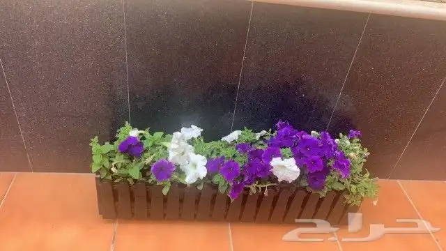 عرض 50  على الزراعه والنخيل وتنسيق اليوم الوطني السعود 8