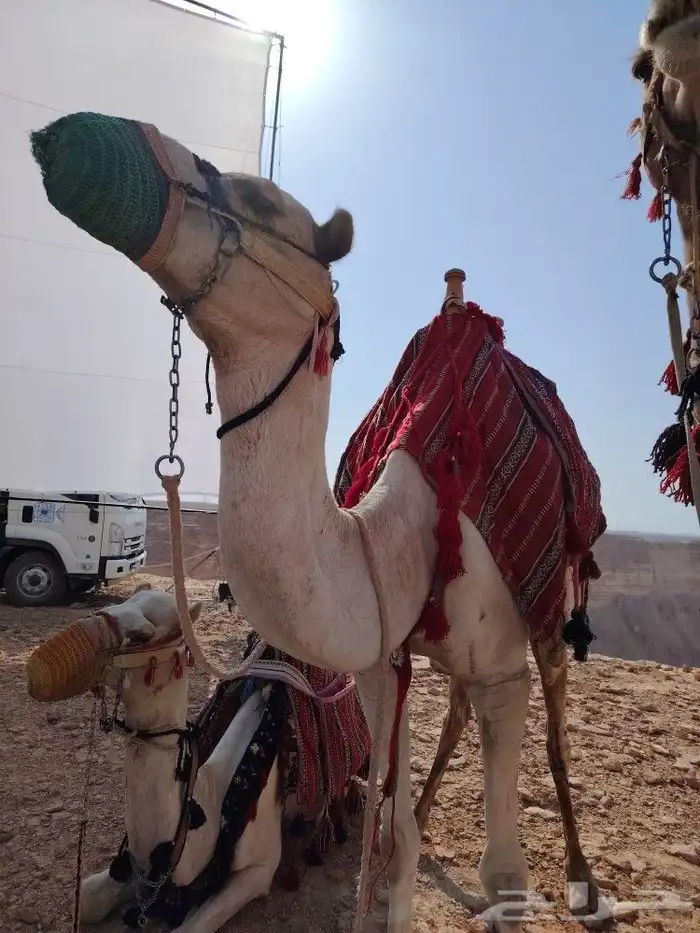 اجار جمال رحول زلول ركبي اجار خيل جمل أغراض تراسي 4
