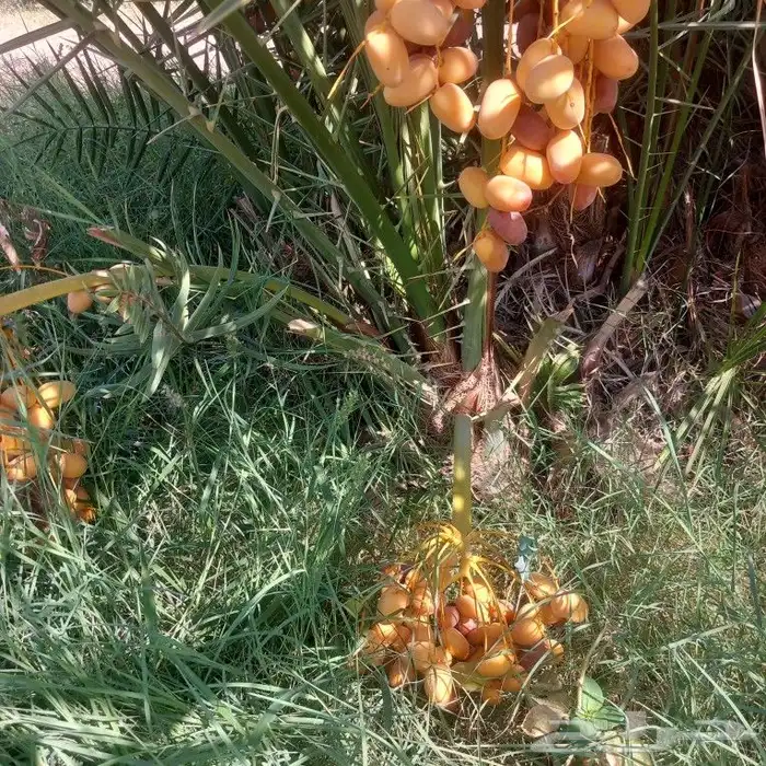 نخيل مثمرة 0