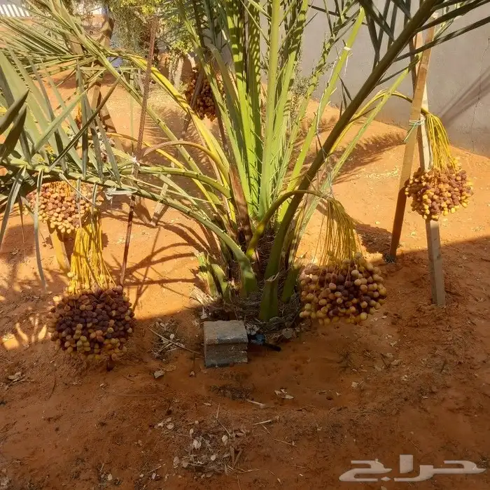 نخيل مثمرة 7