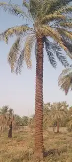 توريد جميع انواع انخل 4