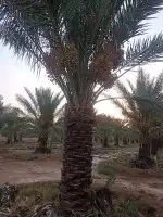 نخل للبيع 6