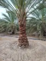 توريد جميع انواع انخل 5