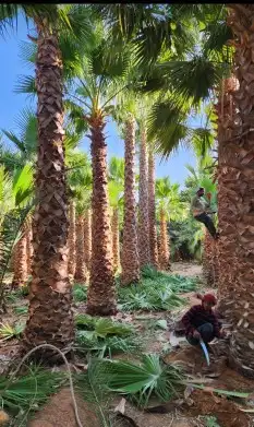 نخل واشنطن درجة اولا 1