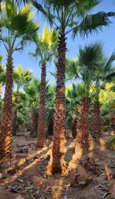 نخل واشنطن درجة اولا 3