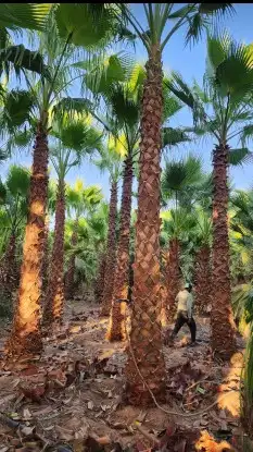 نخل واشنطن درجة اولا 4