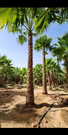 نخل واشنطن درجة اولا 2