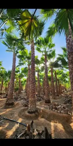 نخل واشنطن درجة اولا 0