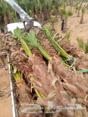 توريد جميع انواع انخل 6