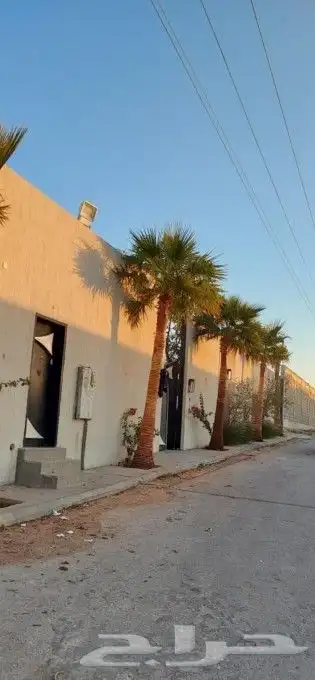 نخل واشنطني وشنطن واشنطونيا زينه 9