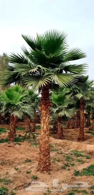 نخل واشنطني وشنطن واشنطونيا زينه 0
