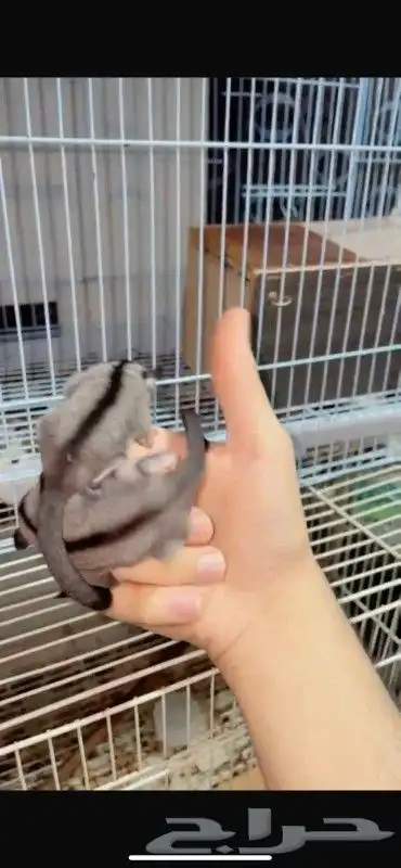 فروخ شوقر قلايدر 0