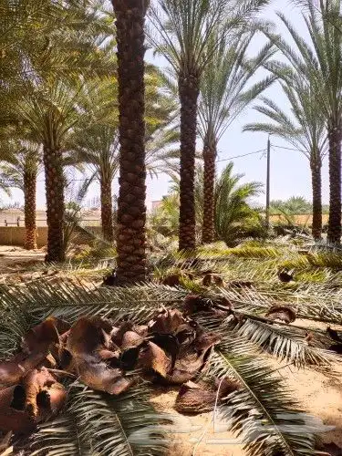 نخل للبيع 5