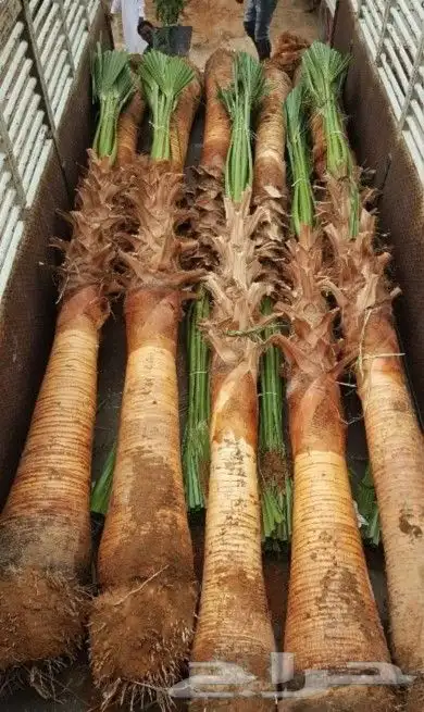 نخل واشنطني وشنطن واشنطونيا زينه 7