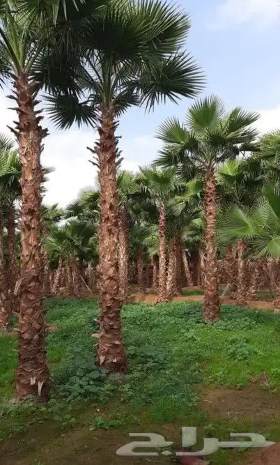 نخل واشنطني وشنطن واشنطونيا زينه 8