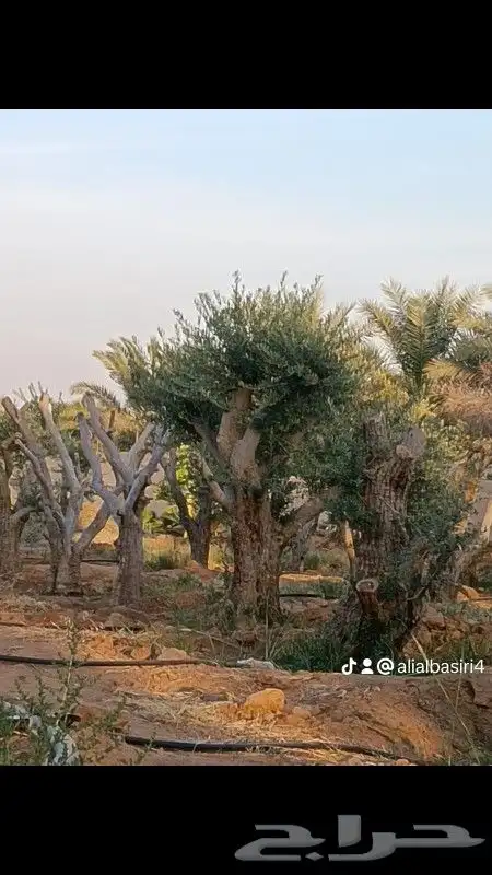 يوجد لدينا أنواع الشجرة والزيتون المعمر والمقصوصه 5