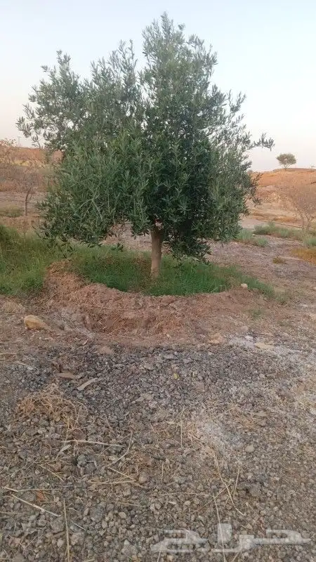 يوجد لدينا أنواع الشجرة والزيتون المعمر والمقصوصه 6