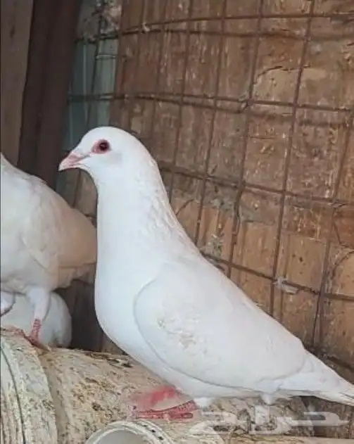 حمام فرنسي ملكي أمهات 1