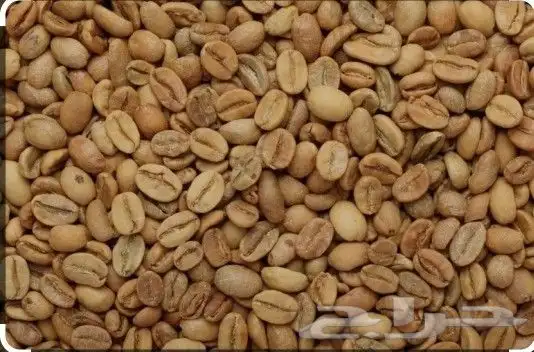 قهوه سوسو 11