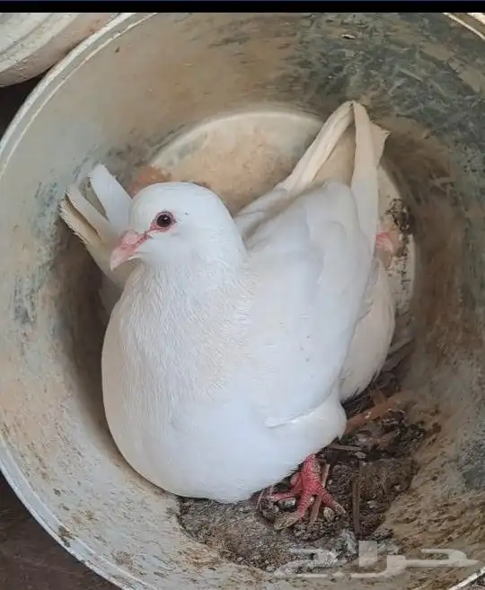 حمام فرنسي ملكي أمهات 0