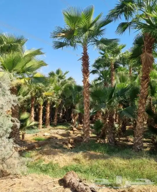 نخل واشنطني وشنطن واشنطونيا زينه 6