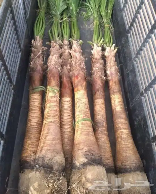 نخل واشنطني وشنطن واشنطونيا زينه 5