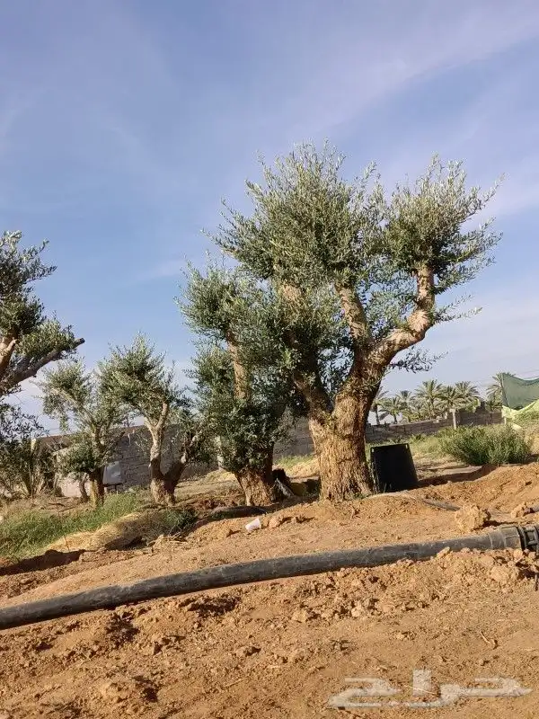 يوجد لدينا أنواع الشجرة والزيتون المعمر والمقصوصه 2