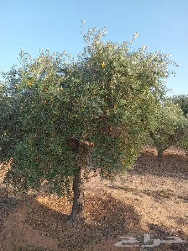 يوجد لدينا أنواع الشجرة والزيتون المعمر والمقصوصه 7