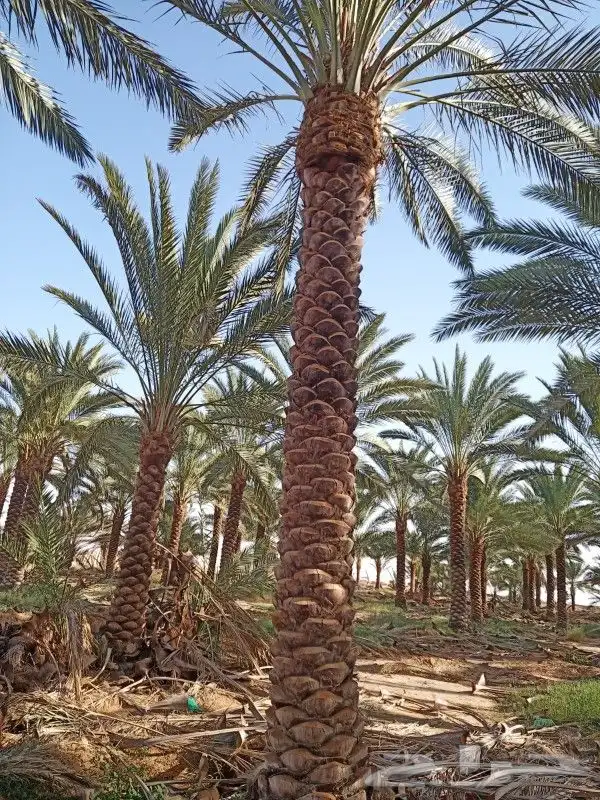 نخل للبيع 2
