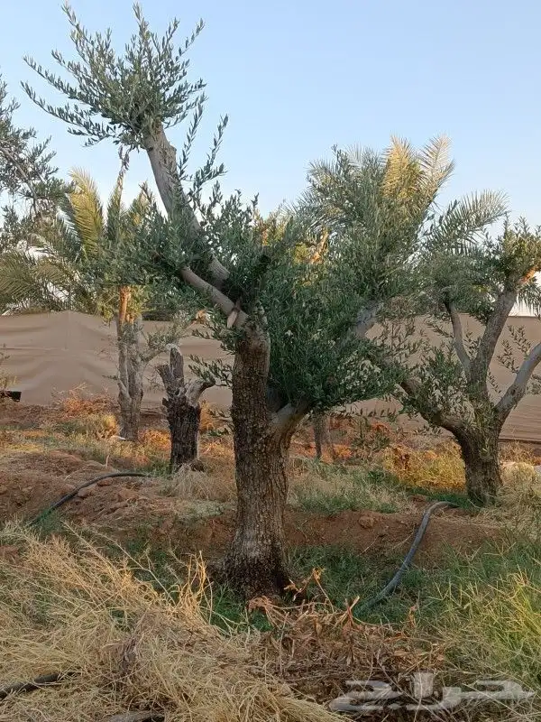 يوجد لدينا أنواع الشجرة والزيتون المعمر والمقصوصه 9