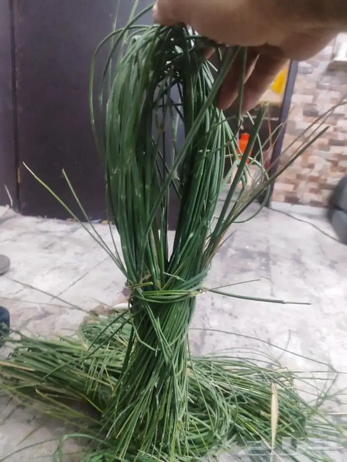 مرخ للمندي 2