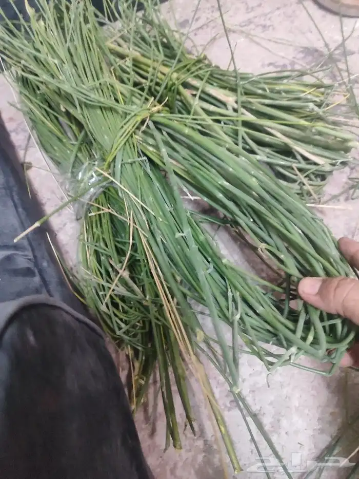 مرخ مندي وللمندي 0