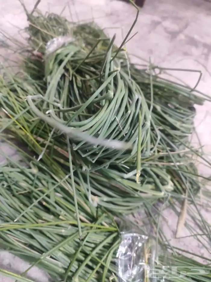 مرخ للمندي 3