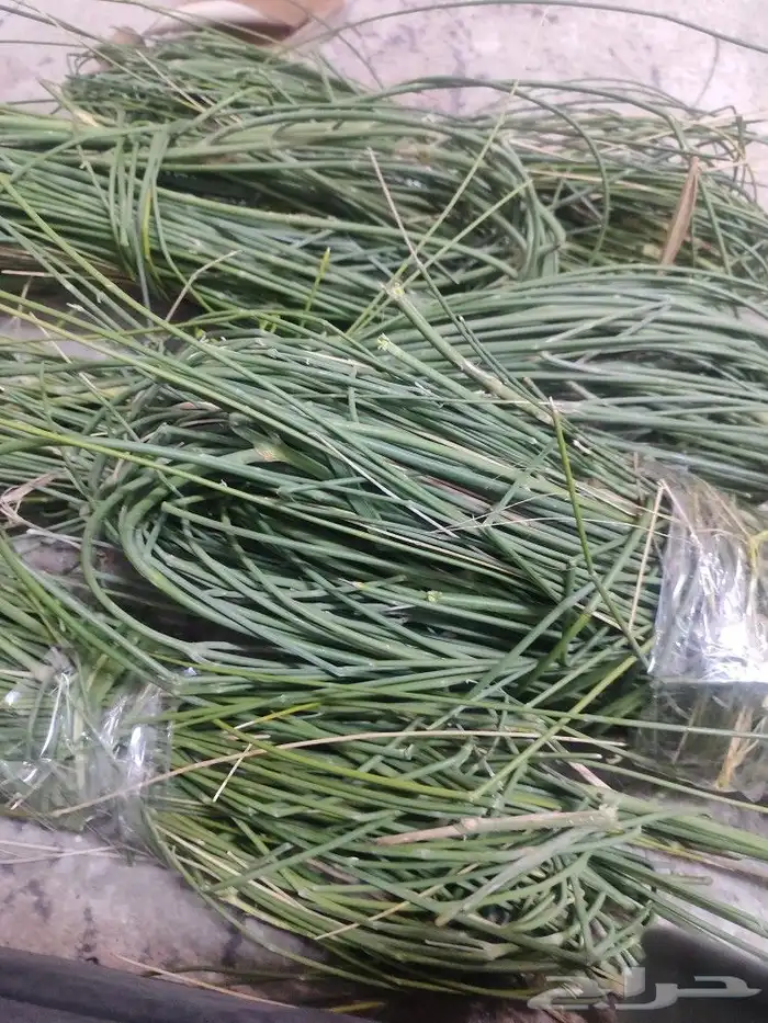 مرخ للمندي 1