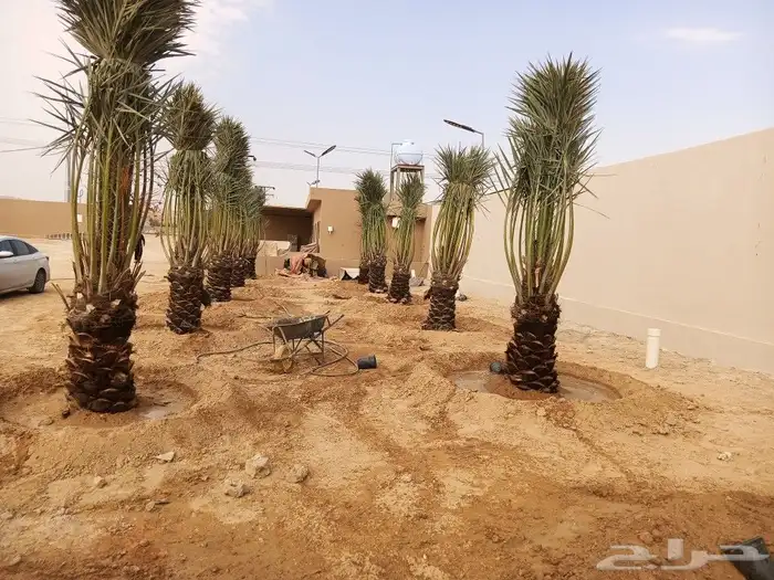 نخيل فاخر للبيع 8