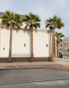نخل واشنطني زينه 0