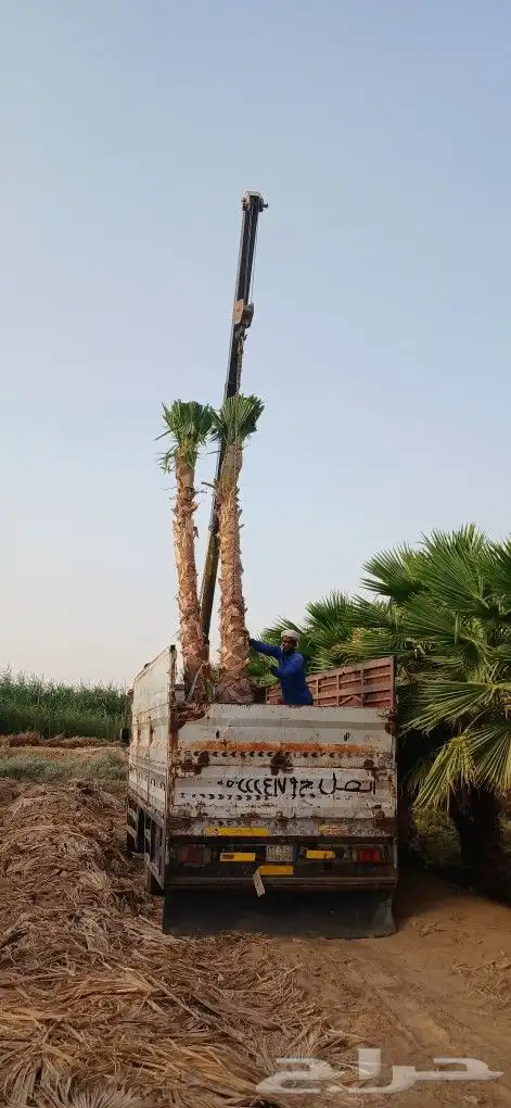 نخل واشنطني زينه 6