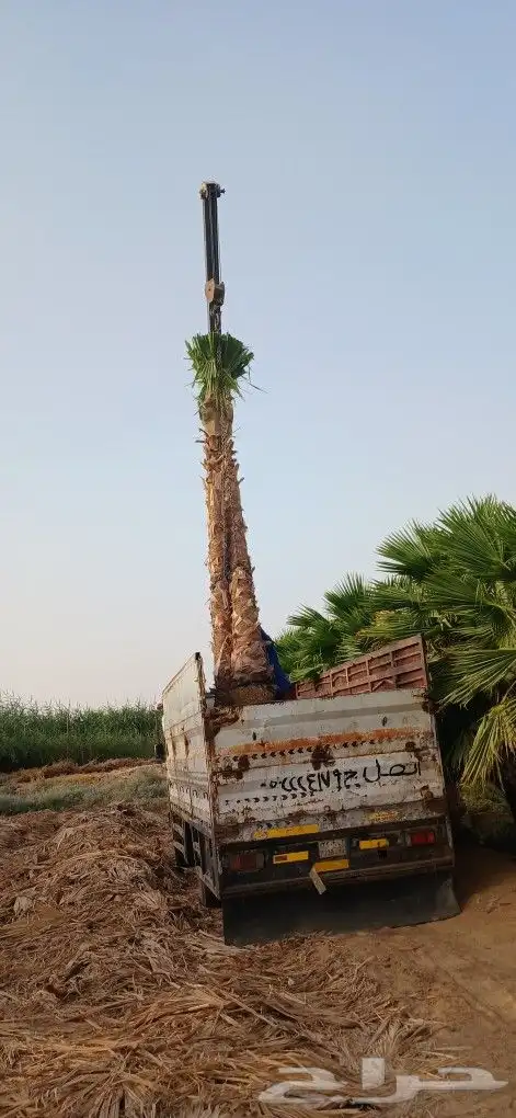نخل واشنطني زينه 7
