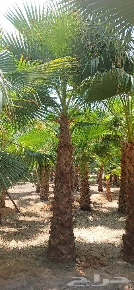نخل واشنطني زينه 10