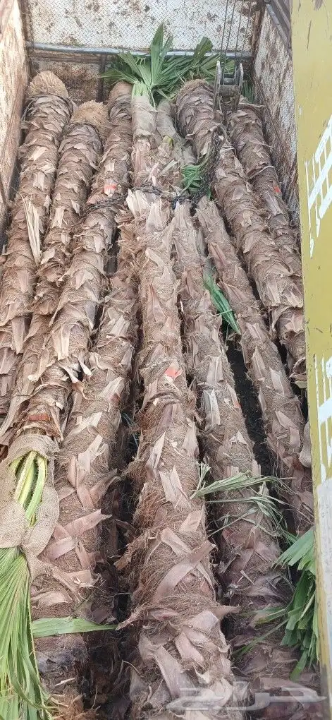 نخل واشنطني زينه 3