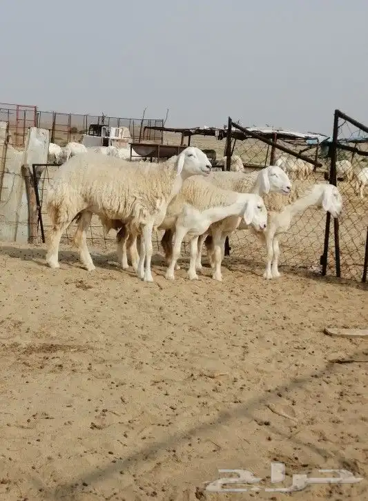 رخال حريه تم البيع 0