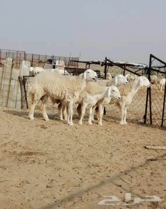 رخال حريه تم البيع 1