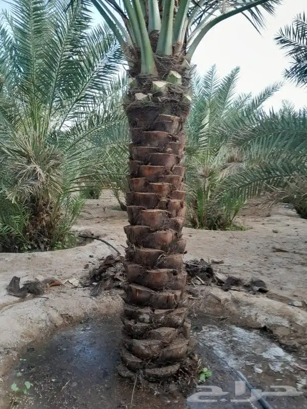 نخيل فاخر للبيع 5
