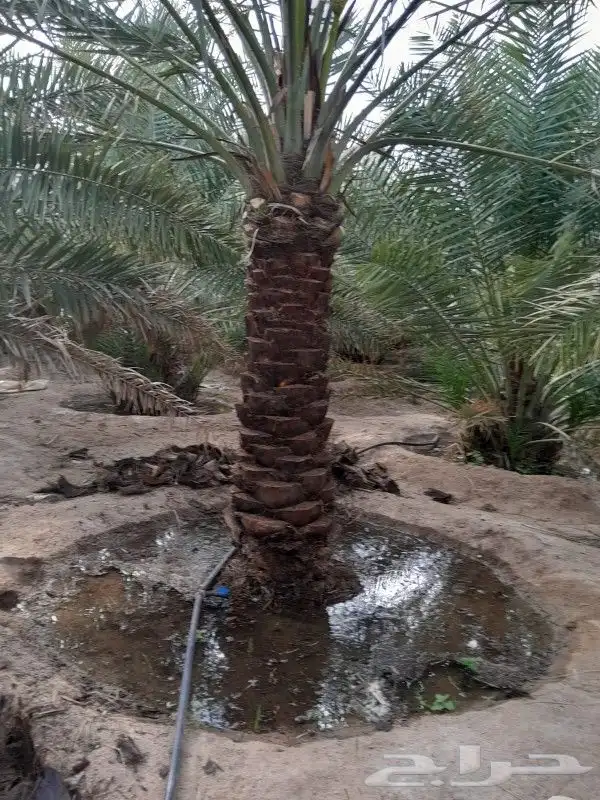 نخيل فاخر للبيع 4