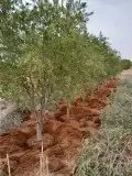 زيتون معمر نخل واشنطونيا وجميع انواع الاشجار 7