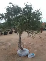زيتون معمر نخل واشنطونيا وجميع انواع الاشجار 8