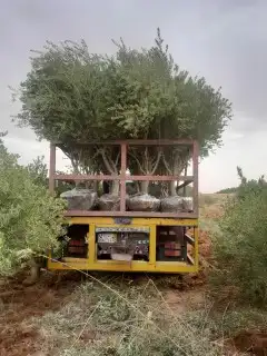 زيتون معمر نخل واشنطونيا وجميع انواع الاشجار 1
