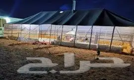 بيوت شعر جميع المقاسات ابيض وسود 3