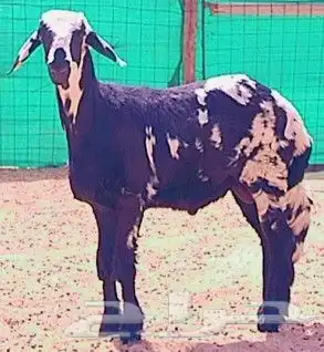 طلي حري مهجن سمين تم البيع 0