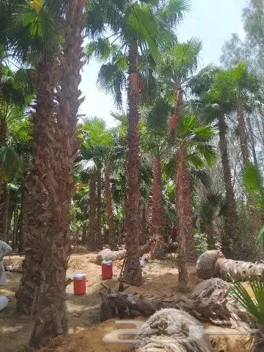 زيتون معمر نخل واشنطونيا وجميع انواع الاشجار 9